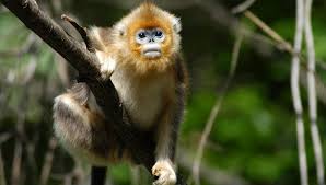 Rare Monkeys Population Boost Thanks to Conservation Efforts