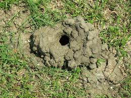 Image result for crayfish chimneys