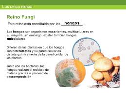 Resultado de imagen para reino fungi