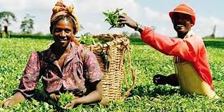 Image result for agriculture in nigeria