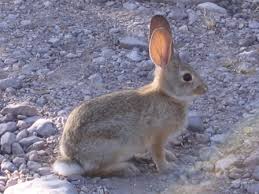 external image images?q=tbn:ANd9GcTzQQPRl3msZwIjJjAVN4TdZWkCaTdtJZTTYcIqGzOtNG3QYtZd