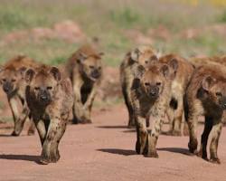 Hyena in Ngorongoro Crater