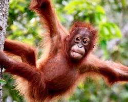Gambar Orangutan di Taman Nasional Tanjung Puting