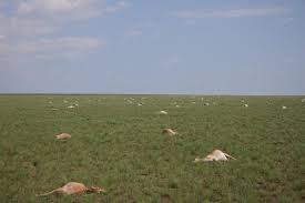 Résultat de recherche d'images pour "saiga antelope"