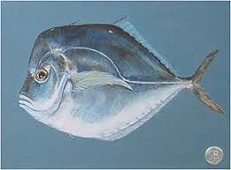 Image result for moonfish