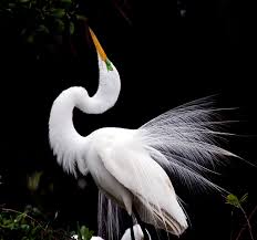 Image result for egret