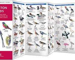 Image of various Houston birds
