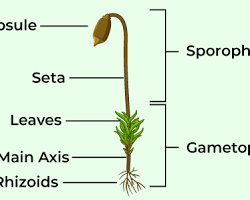 Image of Rhizoids in bryophytes