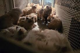 🙀😿Saka 28 no hita faty ary 100 hafa nalemilemy rehefa hita ...