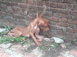 Punjab News: Made to fight till death: Dogs rescued from ...