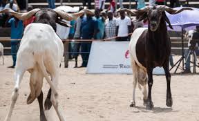 Image result for rams fighting