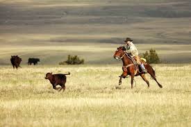 Image result for cowboy