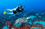 Best Scuba Diving Sites in the Caribbean Fodor s Travel