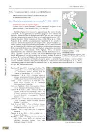 (PDF) 0306. Centaurea seridis (L.) subsp. sonchifolia Greuter