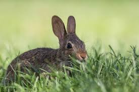 Fatal Highly Contagious Rabbit Bleeding Disease Confirmed in West Texas
