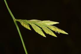 Castellia tuberculosa (Moris) Bor | Plants of the World Online | Kew ...