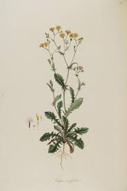 Crepis neglecta - Wikispecies