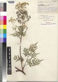 Peucedanum L. | Plants of the World Online | Kew Science