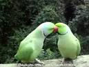 kaka 2 parrots talking voiceovers training mask