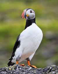 Image result for skellig michael monastery