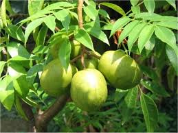 Image result for images of a barbadian golden apple