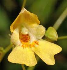 Impatiens parviflora Smallflower touchmenot PFAF Plant Database