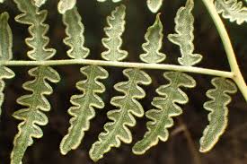 Pteridium aquilinum Calflora