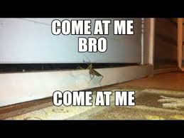 Praying Mantis: &quot;Come At Me Bro. Come At Me.&quot; short insect meme ... via Relatably.com