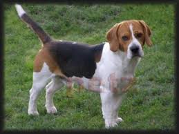 Beagle , τα κυνηγόσκυλα!