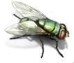 blow fly