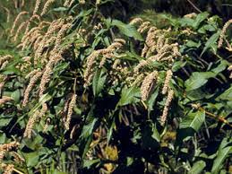 Polygonum lapathifolium (Curlytop knotweed) | Native Plants of ...