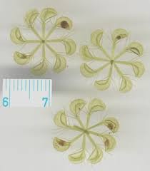 waterwheel plant (Aldrovanda vesiculosa) - Species Profile