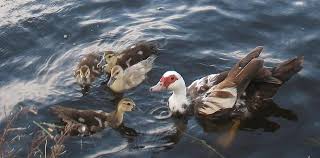 Image result for muscovy duck