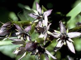 Swertia perennis (Felwort) | Native Plants of North America
