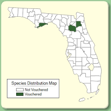 Echinochloa crus-pavonis - Species Page - ISB: Atlas of Florida Plants