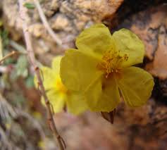 Helianthemum croceum subsp. croceum - Plant Biodiversity of South ...