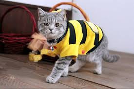Image result for cats in fall fashions