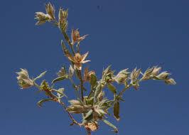 Helianthemum ledifolium (L.) Mill. | Flora of Israel Online