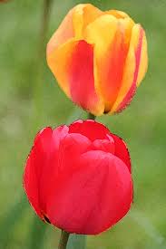 Tulpen - Bild \u0026amp; Foto von Katrin Jana Reinhardt aus Tulpen ... - 15551536