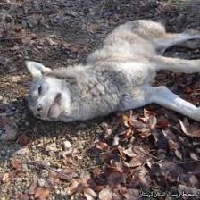 Image result for ‫مرگ یک گرگ در حیاط خانه‬‎