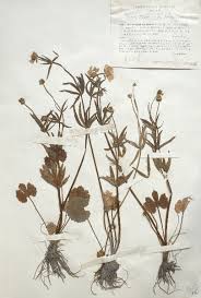 Ranunculus mutinensis Pignatti - Portale della Flora d'Italia / Portal ...
