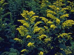 Solidago gigantea (Giant goldenrod) | Native Plants of North America