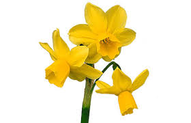 Image result for daffodil border clipart