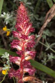 Bloody Broomrape (Orobanche sanguinea) · iNaturalist