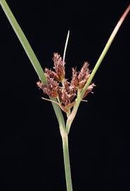 Mantisalca salmantica (L.) Briq. & Cavillier | Flora of Israel Online