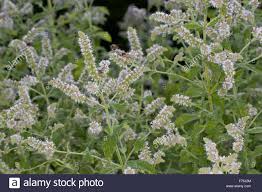 Mentha Niliaca High Resolution Stock Photography and Images ...