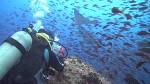 Scuba Iguana - Galapagos Diving Tours- Live aboard and PADI dive