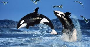 Image result for orca