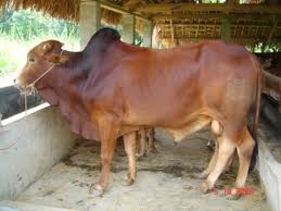 Kết quả hình ảnh cho hình ảnh bò lấy thịt