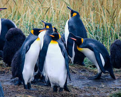 Image of Penguins in Patagonia Argentina